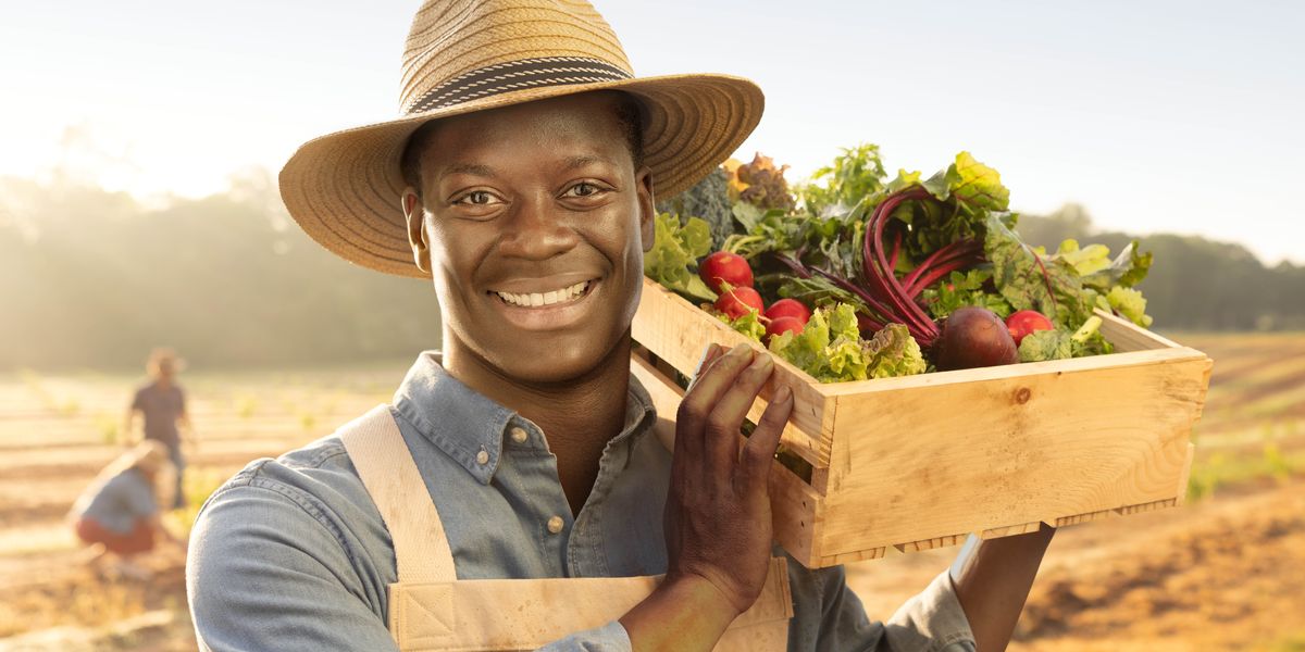 A farmer joyfully carrying a crate of freshly picked vegetables on his shoulder.