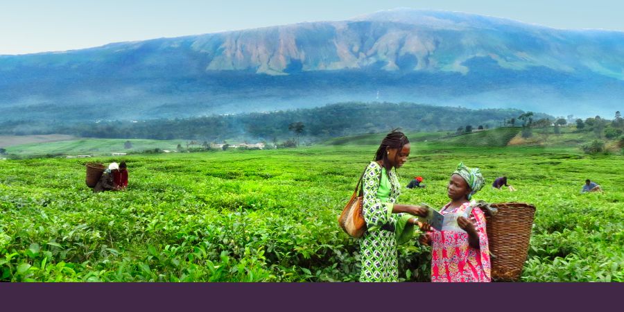 Nyɛmiyo ko nɛ e ngɛ fiɛɛe kɛ ha yo ko nɛ e ngɛ ní tsue ngɛ ngmɔ mi ngɛ Cameroon