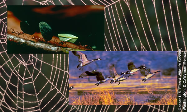 Collage: Jehovah se skeppingswysheid. 1. ’n Spinnerak. 2. ’n Ry miere wat stukkies blare dra. 3. ‘n Swerm ganse wat vlieg.