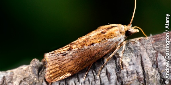 ’n Grootwasmot