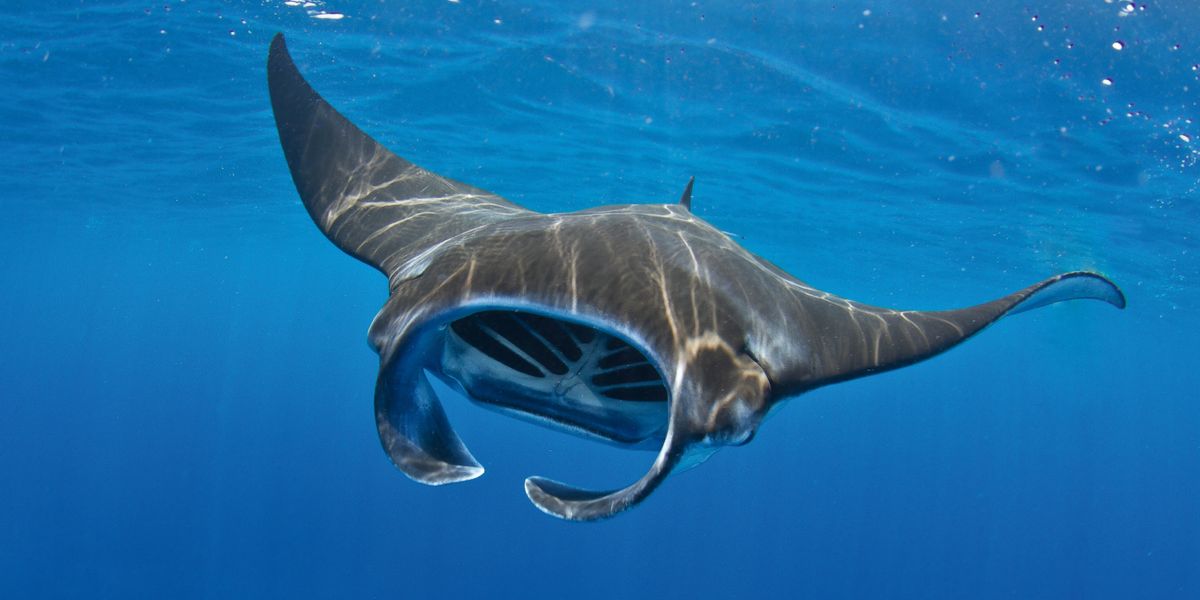 ’n Mantarog swem met sy mond wat oop is.