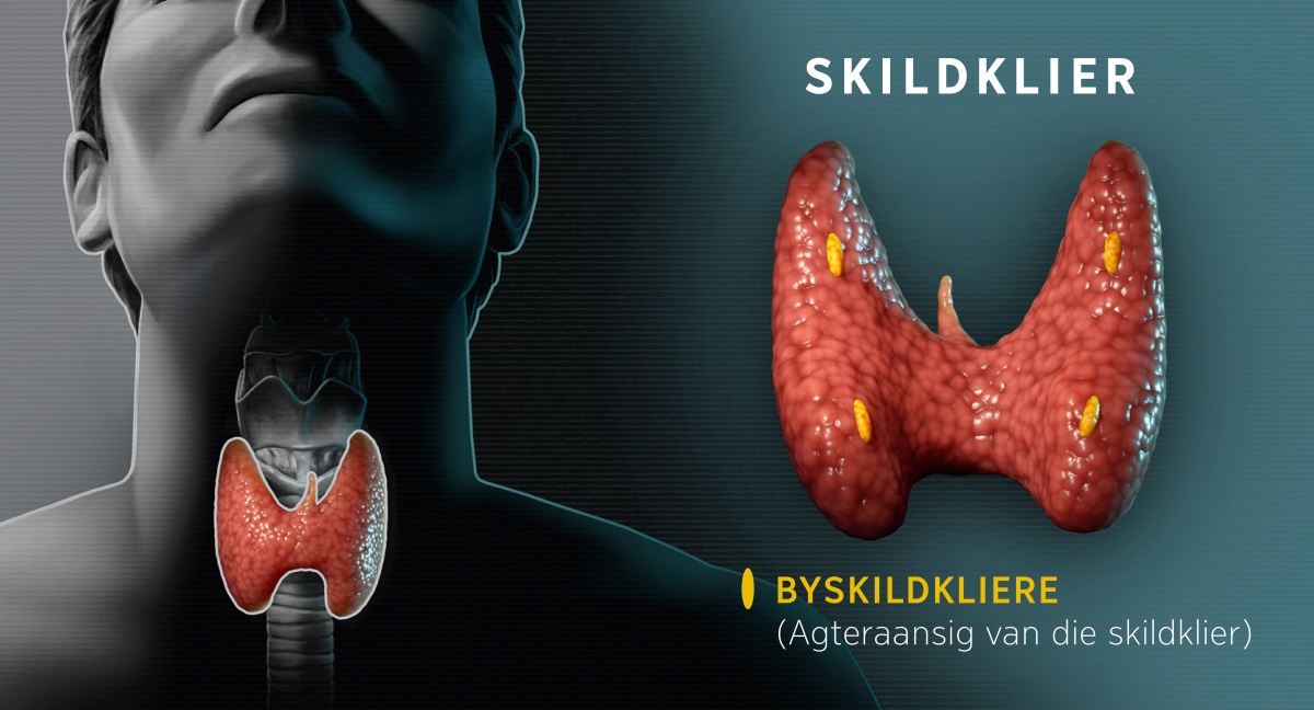 Collage: Prente van die skildklier. 1. ’n Prent wat wys waar in die nek die skildklier is. 2. ’n Prent van die agterkant van die skildklier wat wys waar die byskildkliere is.