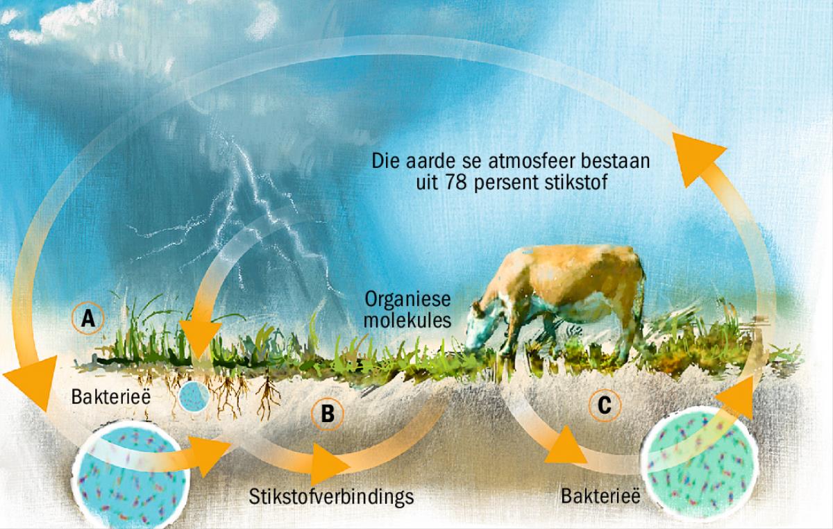 Die stikstofkringloop