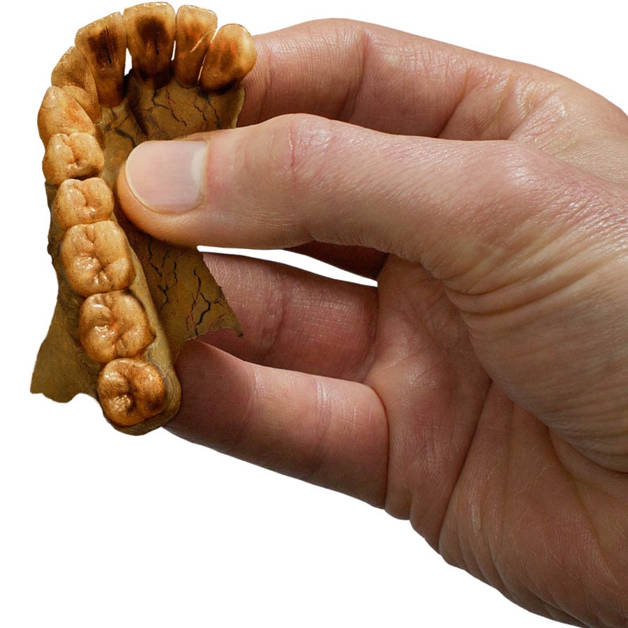 Gefossiliseerde tande