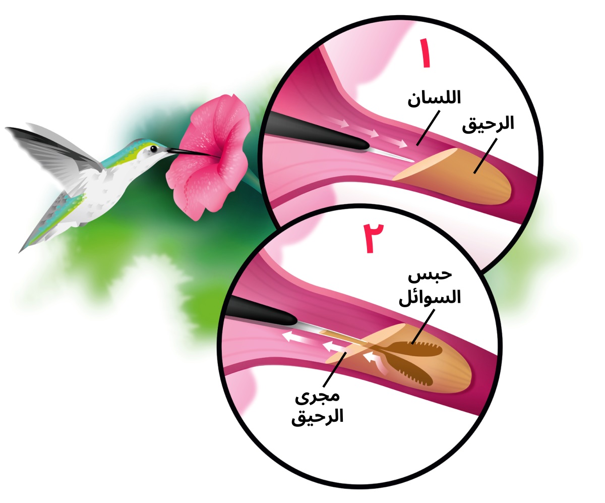 مجموعة صور:‏ طائر طنَّان يمتص الرحيق من زهرة.‏ الصورة ١:‏ لسانه الممدود يدخل في رحيق الزهرة.‏ الصورة ٢:‏ طرفا لسانه اللذان يشبهان شفرة مسنَّنة يحتجزان الرحيق ويسحبانه