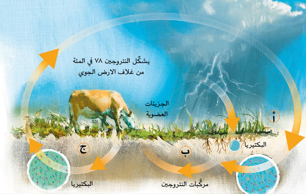 دورة النتروجين