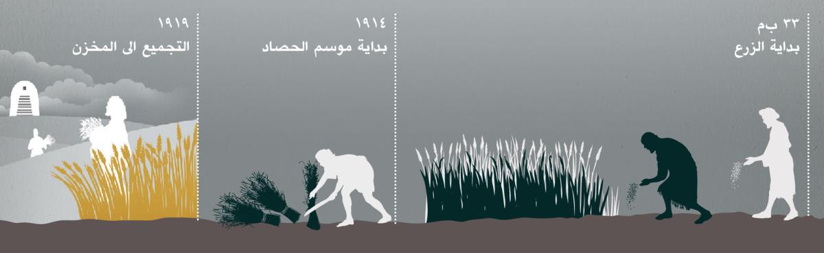 خط زمني يُظهر الزرع،‏ الحصاد،‏ والتجميع الی المخزن