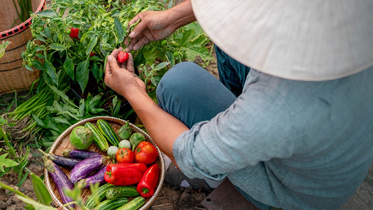 A man harvesting a variety of vegetables in a garden.