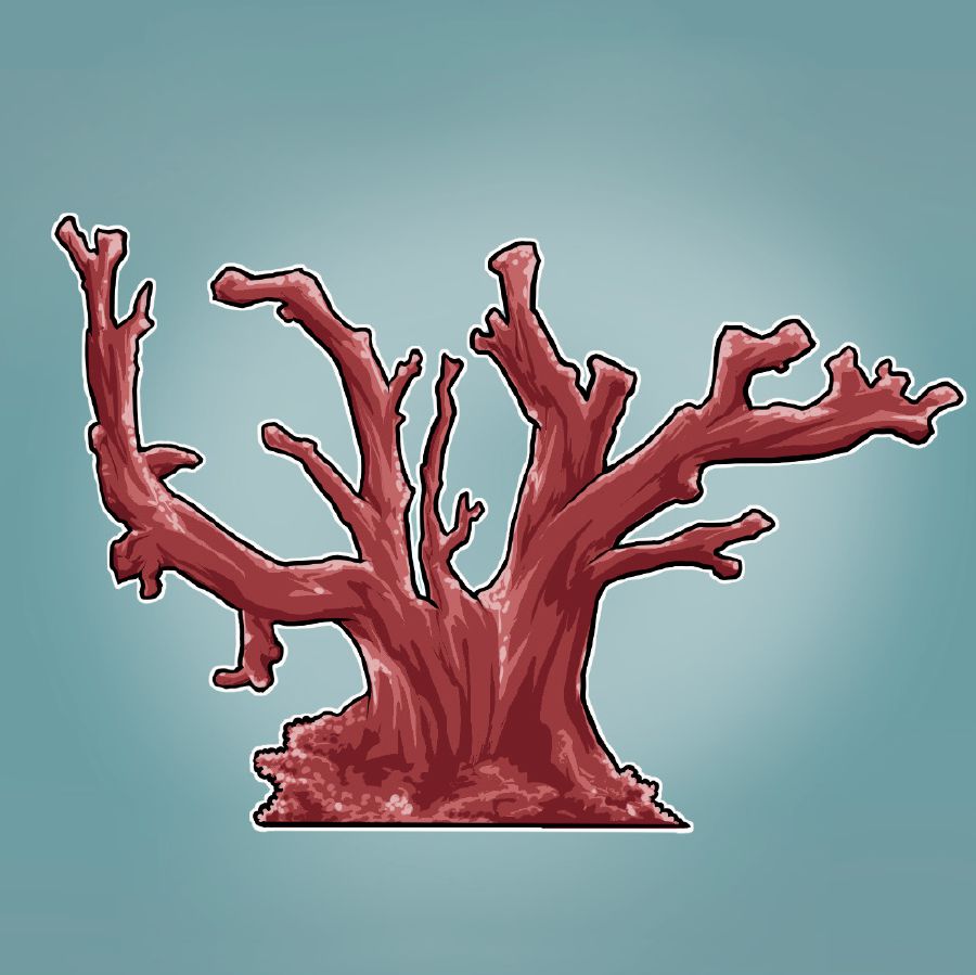 Coral rojo suma qala