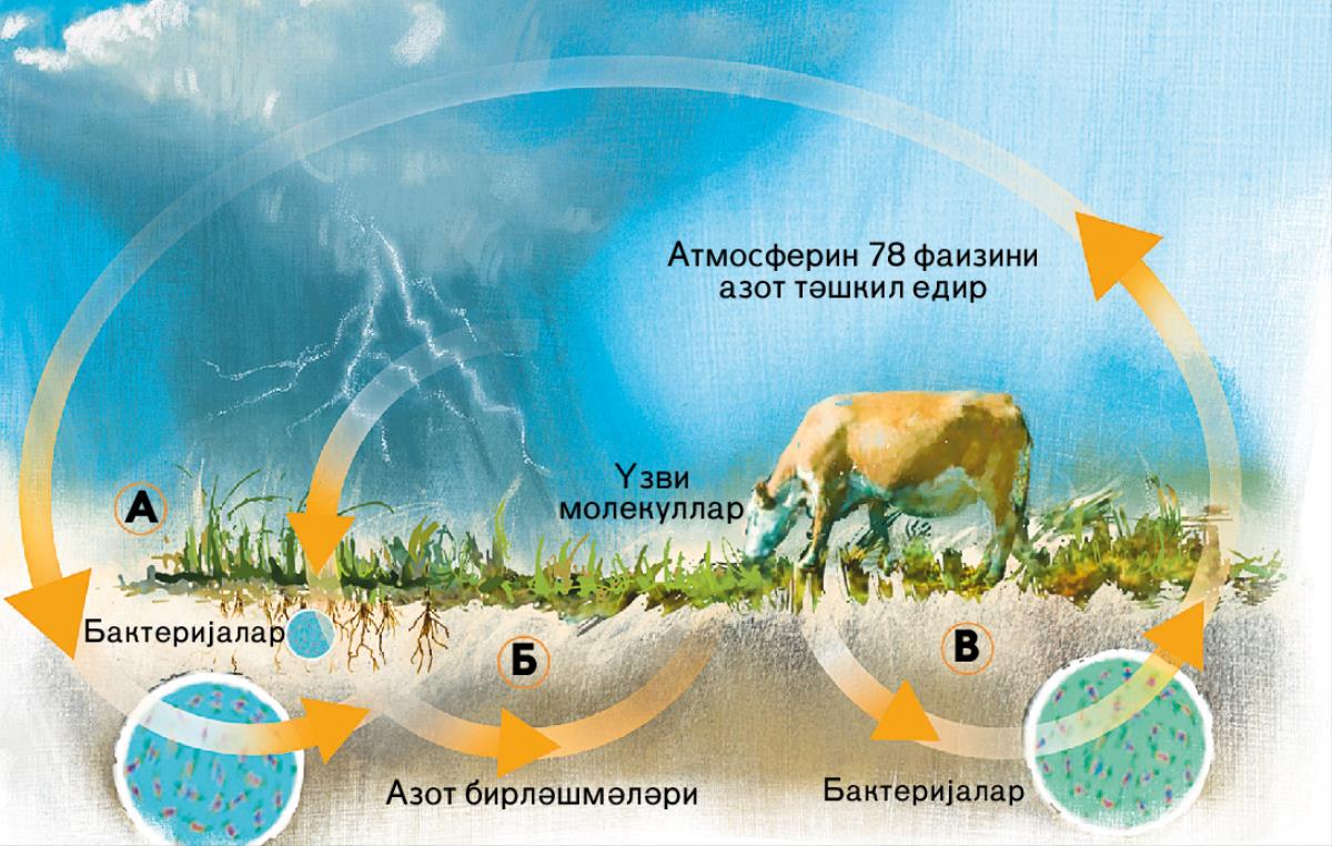 Азот дөвраны