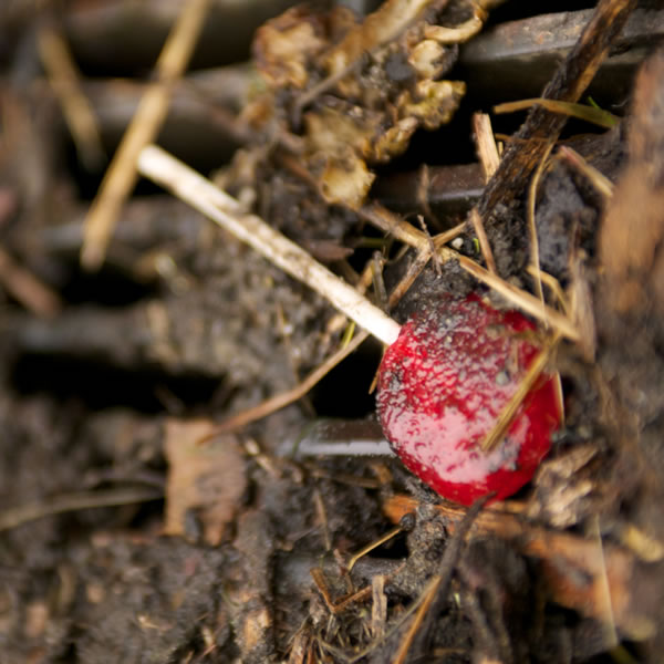 Çirkaba düşmüş konfet