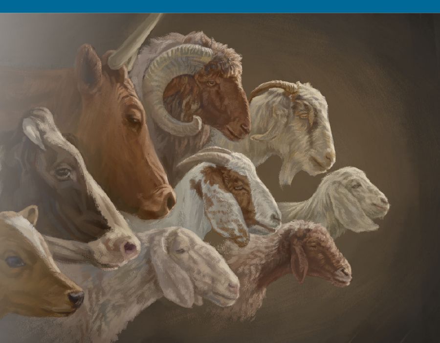 Görüntüdəki məbəddə qurban gətirilən heyvanlar.