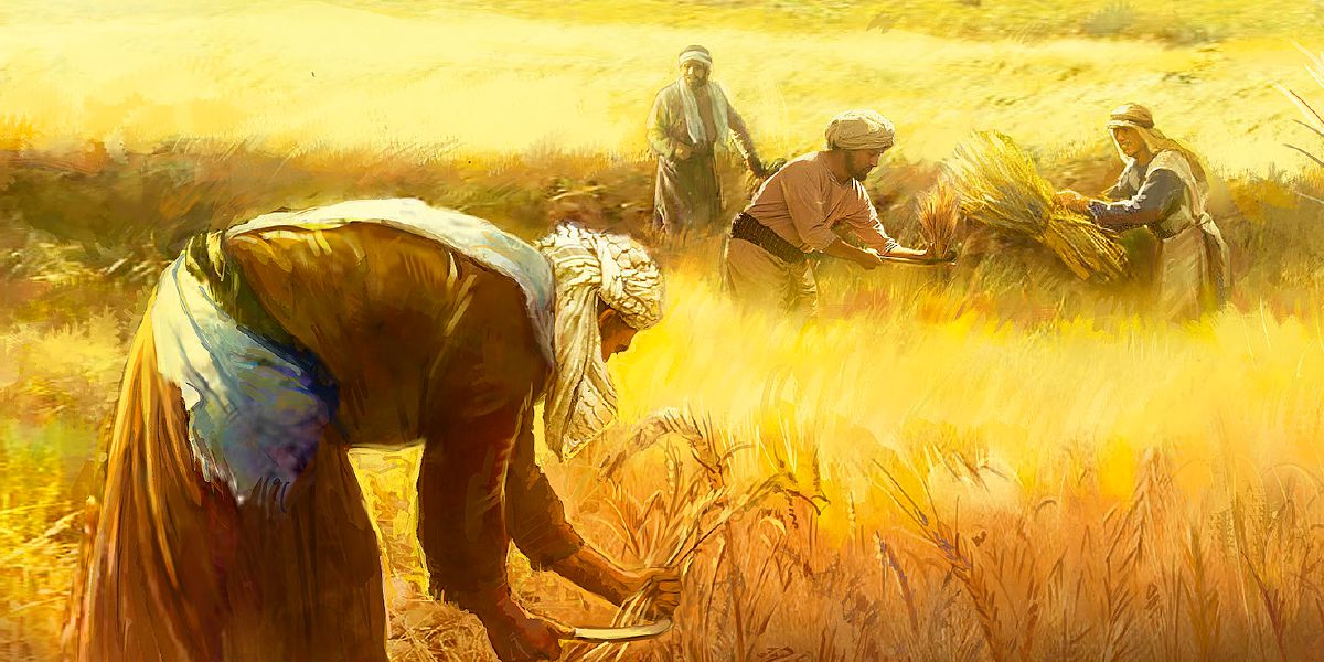Buğda tarlasında çalışan işçilər