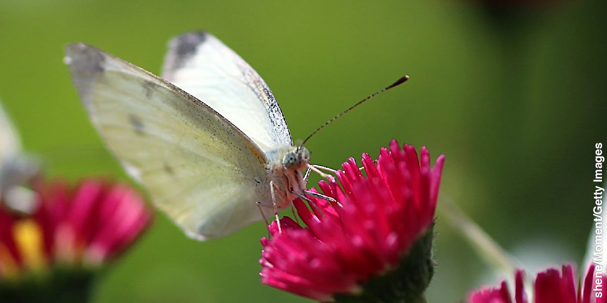 An cabbage white butterfly na nakatugdon sa sarong burak