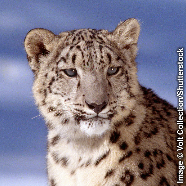 Imbwili beta ukuti Snow leopard