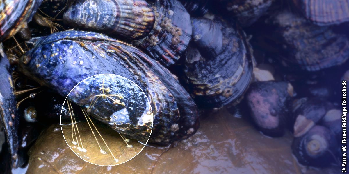 Fi Marine mussels