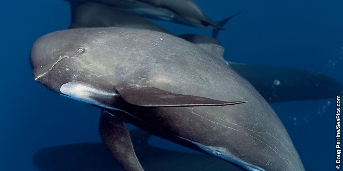  Isabi beta ukuti pilot whale