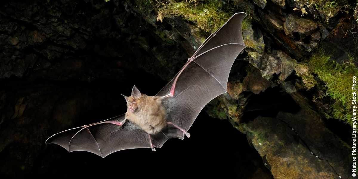 Wan bat i stap flae insaed long wan hol blong ston.