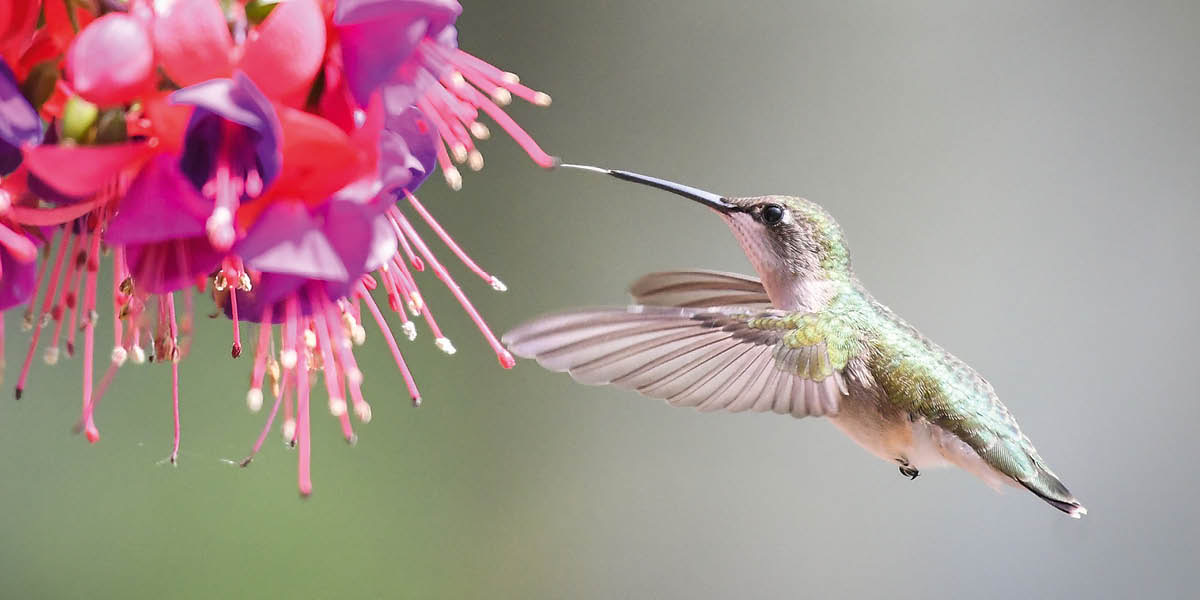 Hummingbird i pusum tang blong hem blong dring nekta blong flaoa..