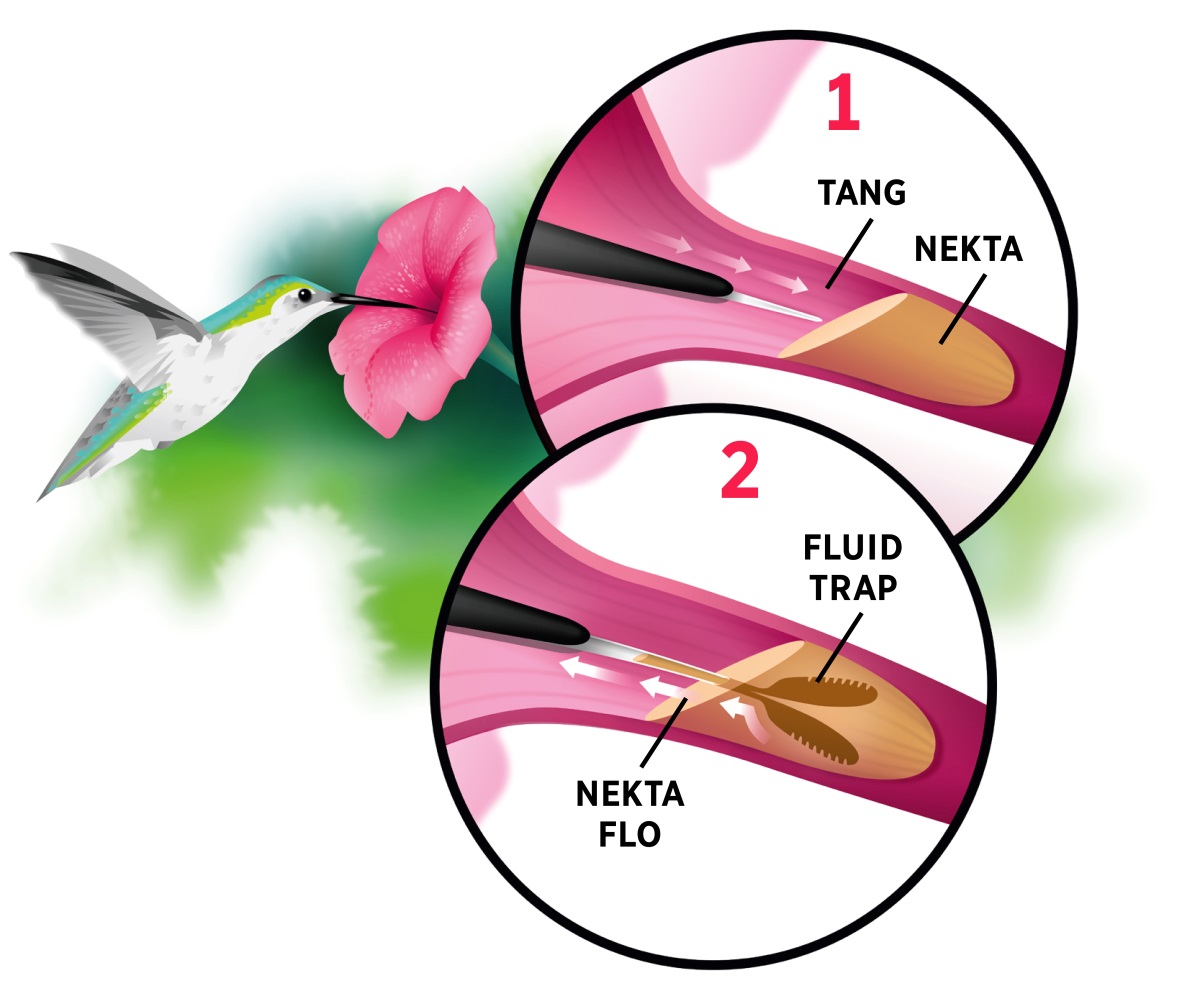 Pija: Hummingbird i stap dring nekta blong flaoa. Tufala smosmol pija i soemaot se: 1. Tang blong hem i tajem nekta. 2. Tufala en blong tang we i split, i holem nekta mo i pulum i kambak.