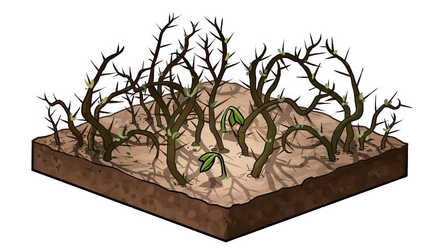 Soil wid prikl bush di groa eena it.