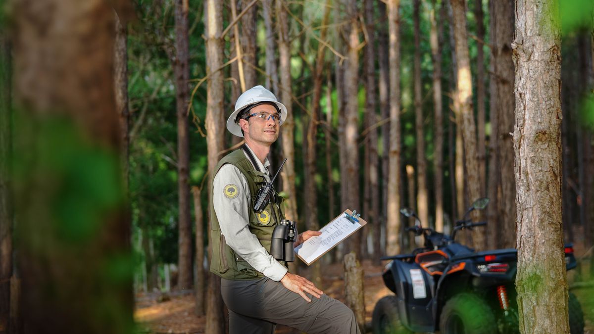 Um profissional de gestão florestal monitorando árvores numa floresta.