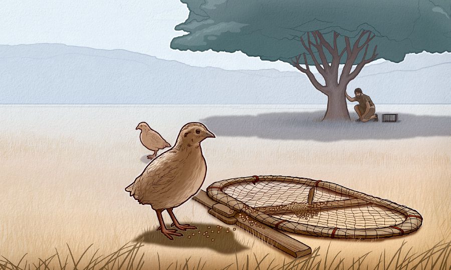 Um pássaro olha para a armadilha enquanto um caçador espera perto dali