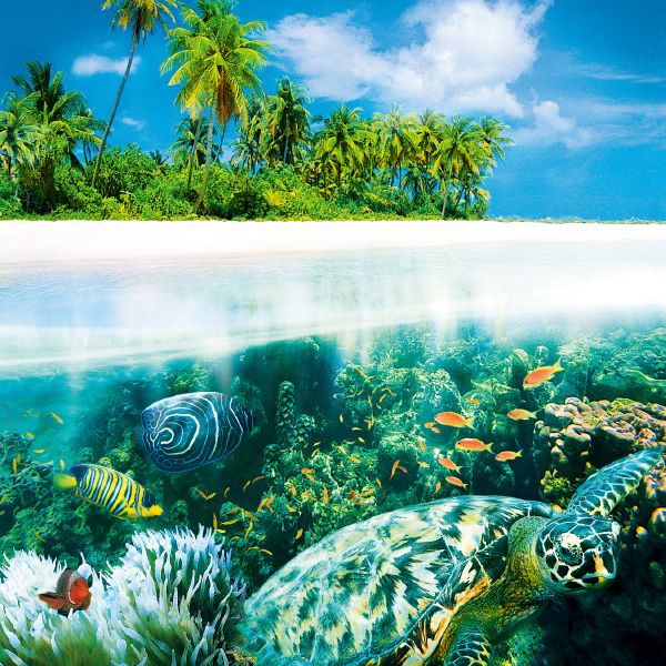 Brochura “A Vida — Teve um Criador?”.