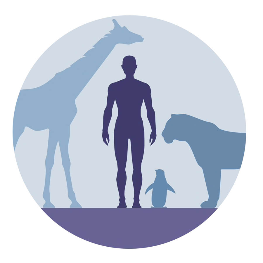 Animals terrestres i humans.