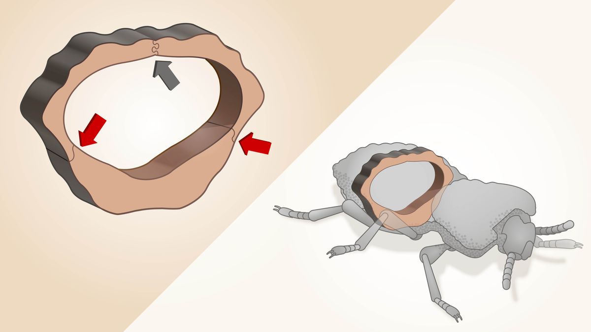Un diagrama de l’escarabat Phloeodes diabolicus. Un tall transversal de la cuirassa mostra com les crestes unixen la secció superior amb la inferior i les protuberàncies s’enllacen al llarg de la costura central.