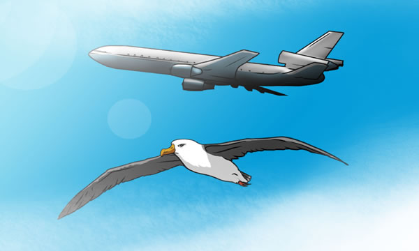 Un avió i un pardalet
