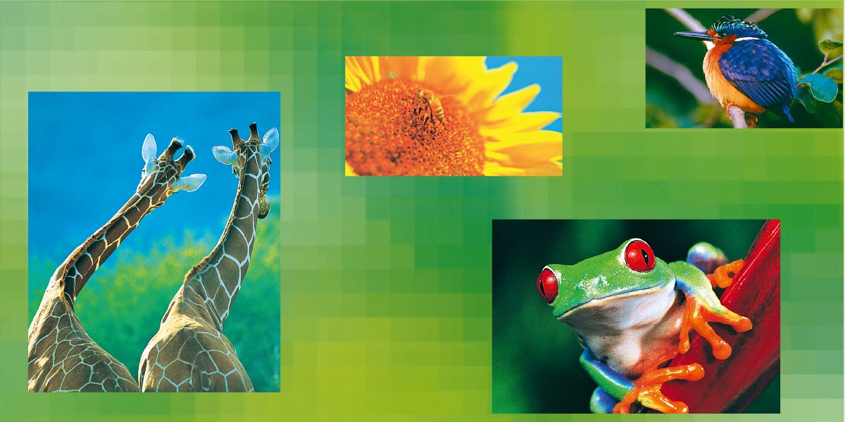 Unes girafes, un gira-sol, un pardalet, una granota