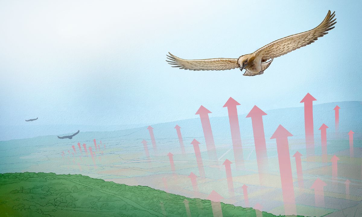 Una àguila es manté durant hores en l’aire gràcies a corrents tèrmiques