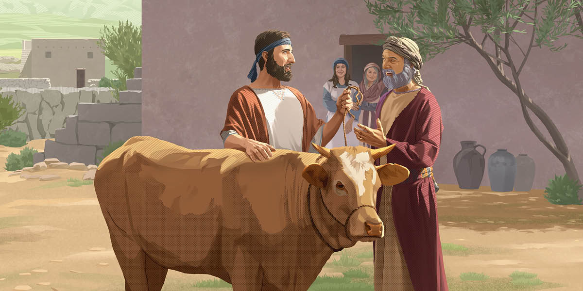 Un israelita li entrega una vaca com a dot al seu futur sogre.