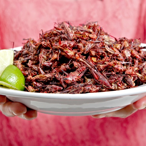 Usa ka plato sa makaong mga insekto