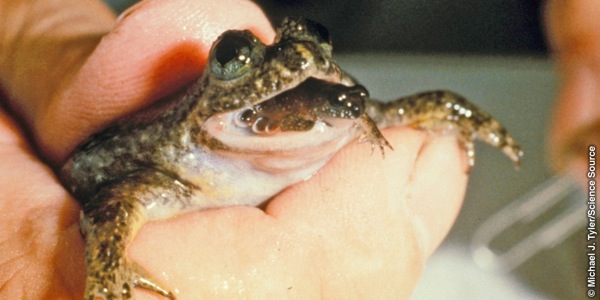 Baye nga gastric brooding frog sa Australia nanganak nga gipaagi sa iyang baba