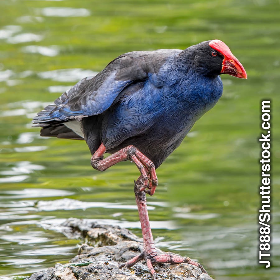 Ang dili makalupad nga langgam nga takahe