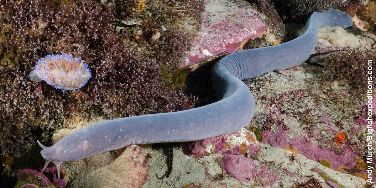 Hagfish nga naglangoylangoy sa salog sa dagat.