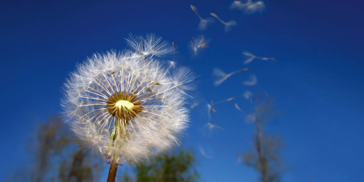 Mga liso sa dandelion nga nanglupad.