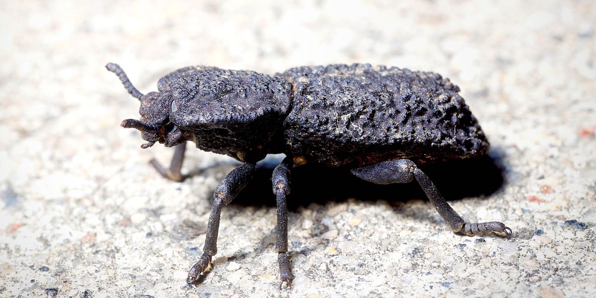 Ang diabolical ironclad beetle.