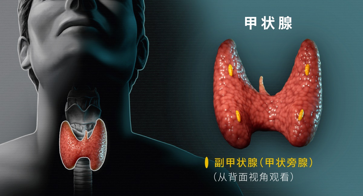 甲状腺的图片。左边是甲状腺的正面图，显示甲状腺位于人体的颈部，右边是甲状腺的背面图，显示甲状腺上有副甲状腺。