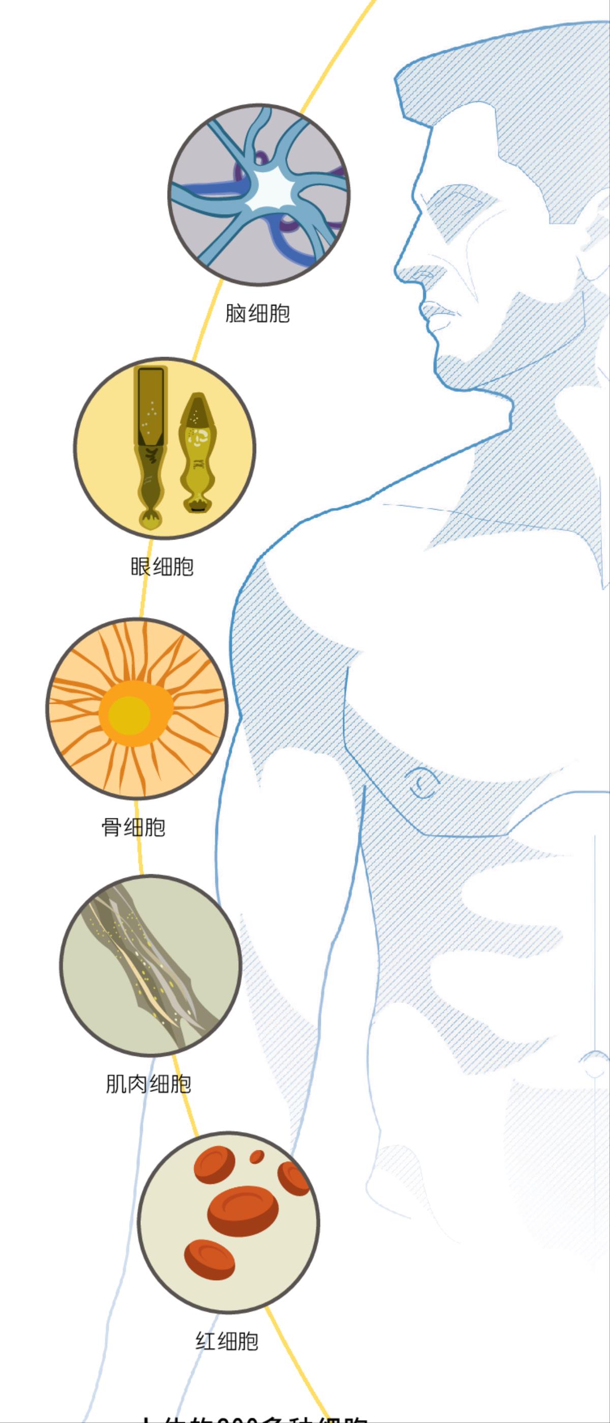 脑细胞，眼细胞，骨细胞，肌肉细胞，红细胞