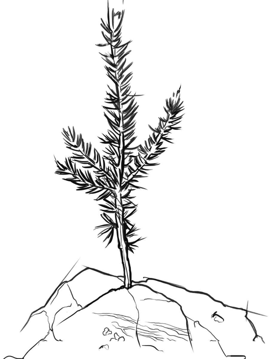一根嫩枝栽种在山顶
