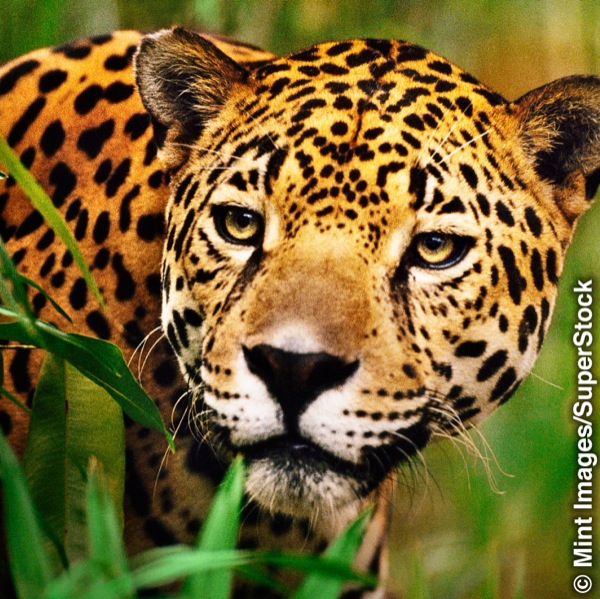 Jaguár