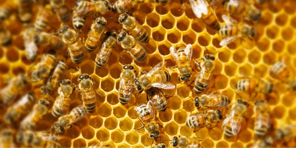 Abejas trabajando en su panal