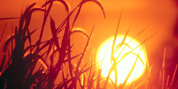 Den magtfulde sol