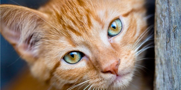 En kat