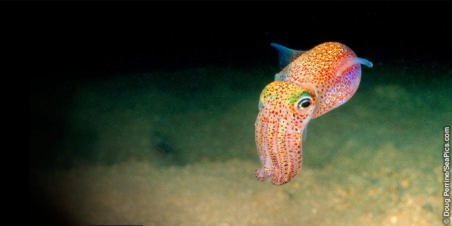 Blæksprutten Euprymna scolopes