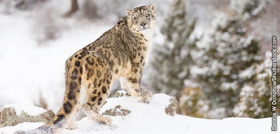 En sneleopard