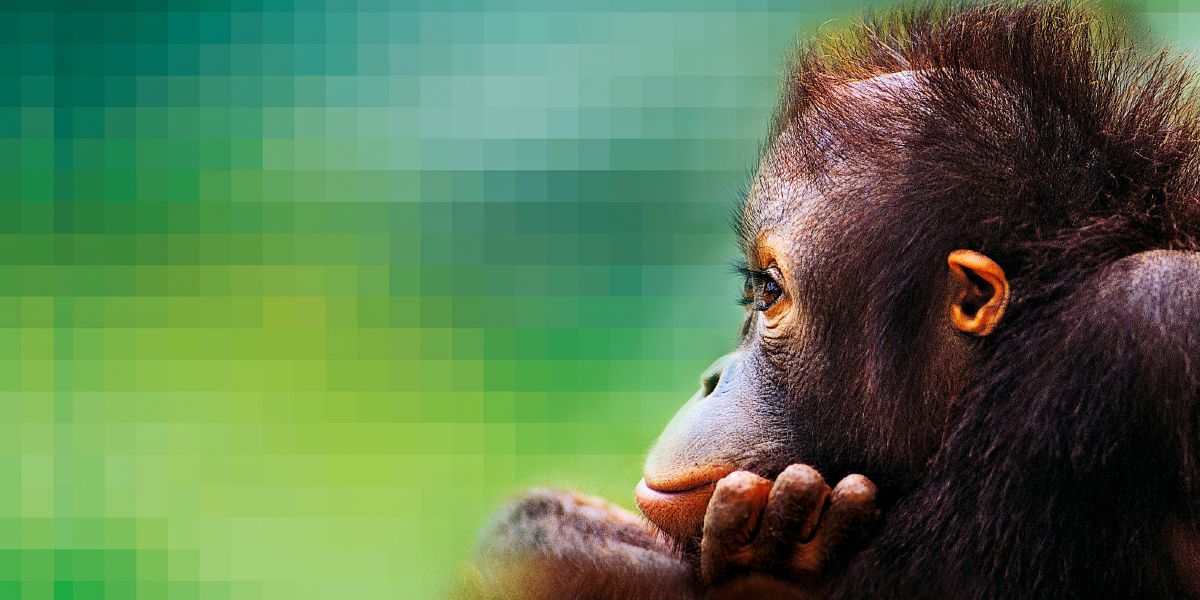 En orangutang
